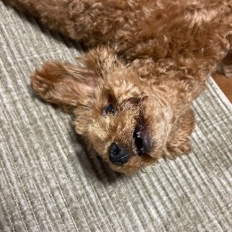 haruki