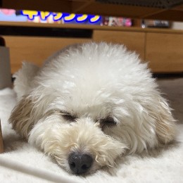 mayuka