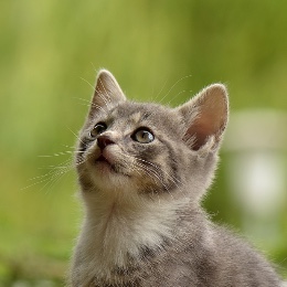 ねこ