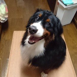 ひるのたると