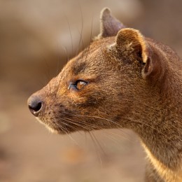 Fossa