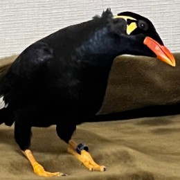 Mynah