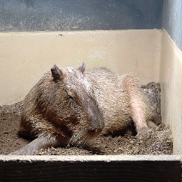 capybara