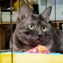 kazu
