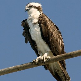 osprey