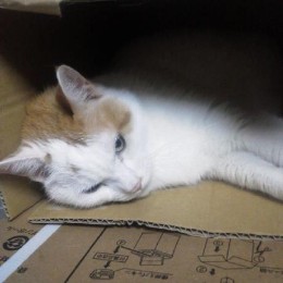 たろぶー