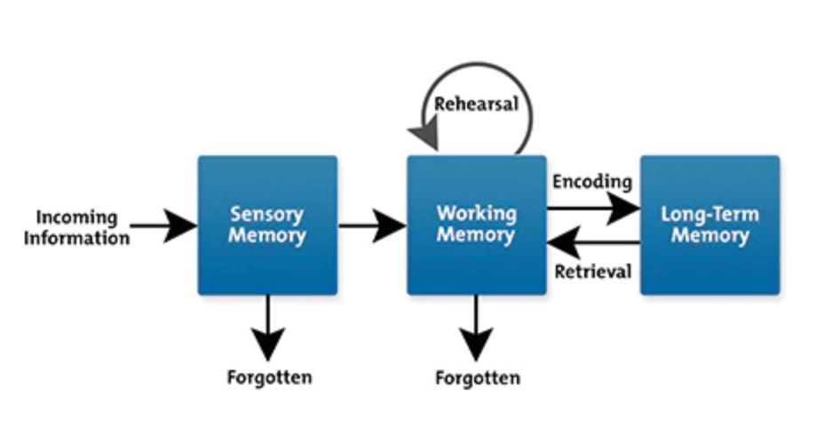 Information Processing Model