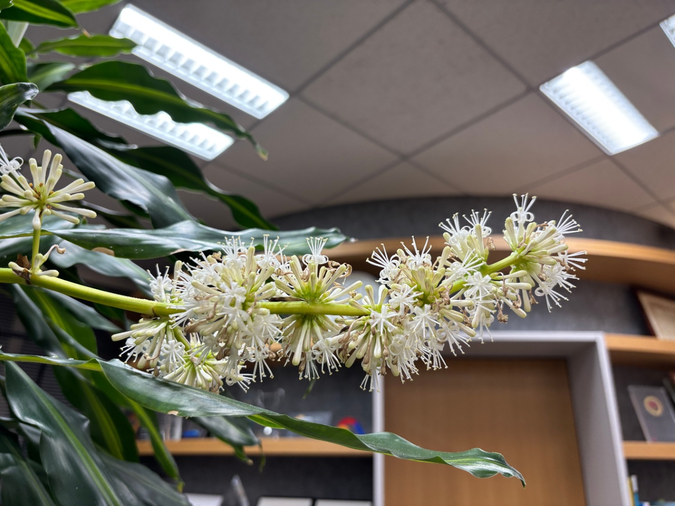 植物のお水をやるタイミングを教えてくれる「水やり番長」を作った😎