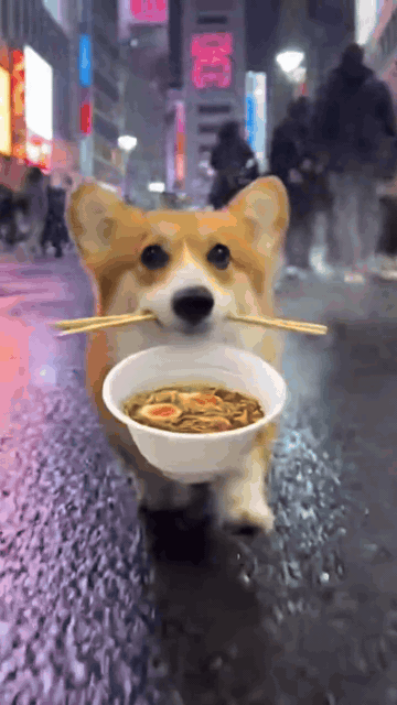 コーギーがラーメンを食べながら渋谷の街を走り回る動画