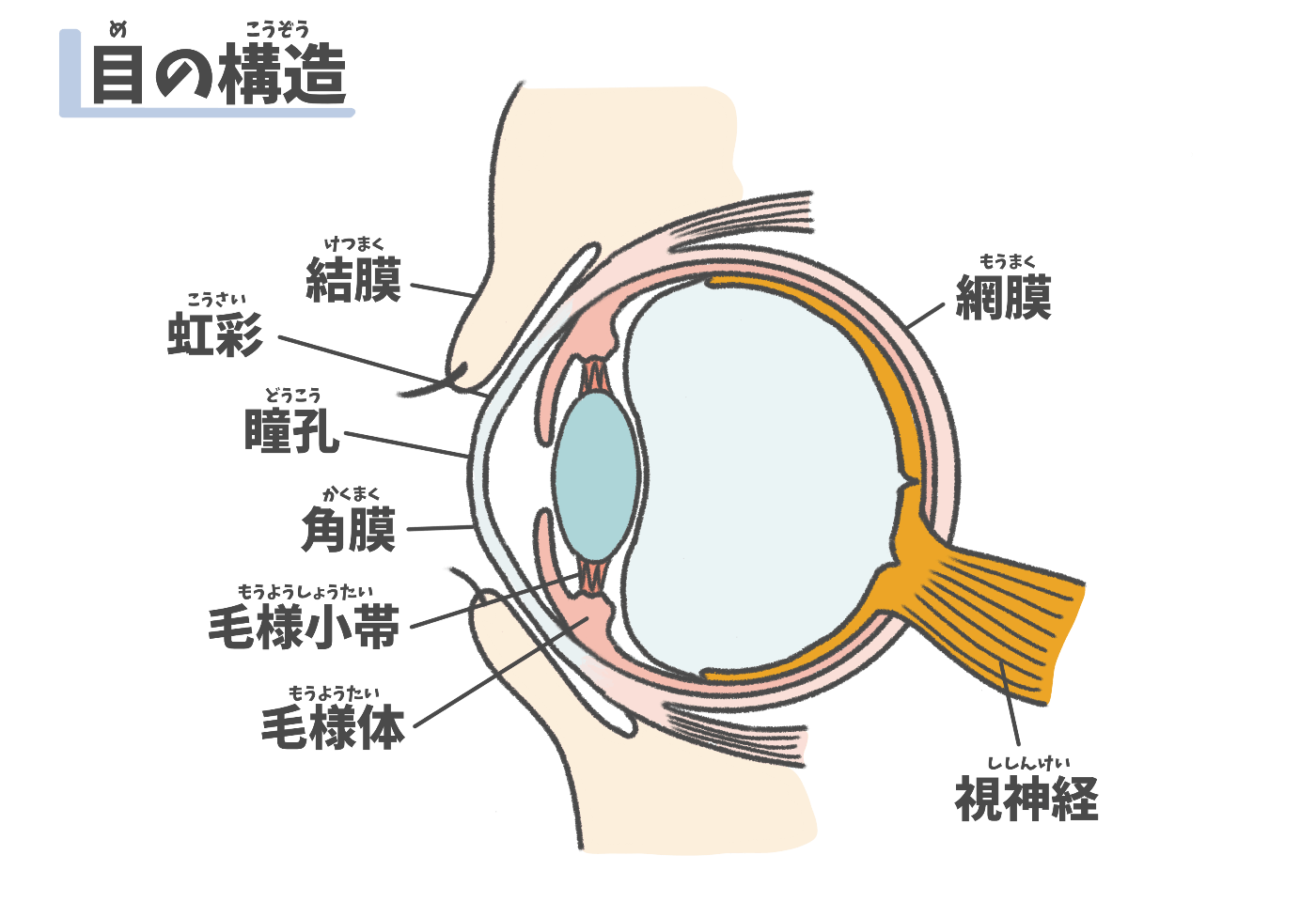 目の構造