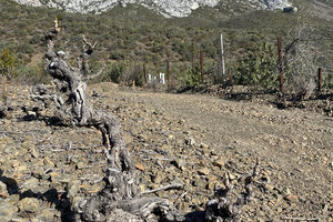 Terrain agricole avec vignes