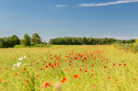 Terrain Vente Belin-Béliet  300m² 80000€