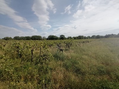 parcelle agricole avec mazet