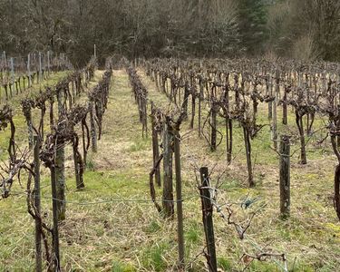 Vignoble