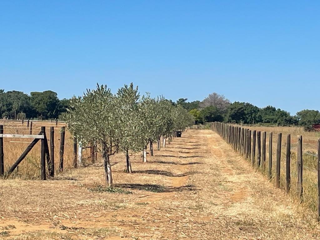 A vendre Lansargues terrain agricole d'environ 9290m2