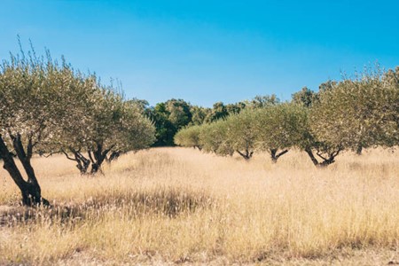 TERRE DE PROVENCE: ENTRE PINS ET CYPRES.