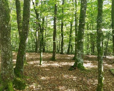 Forêt mixte à Tarnac en Corrèze