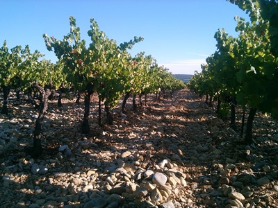 BOLLENE - TERRES DE VIGNES - VINSOBRES ET SAINT MAURICE - PARCELLES