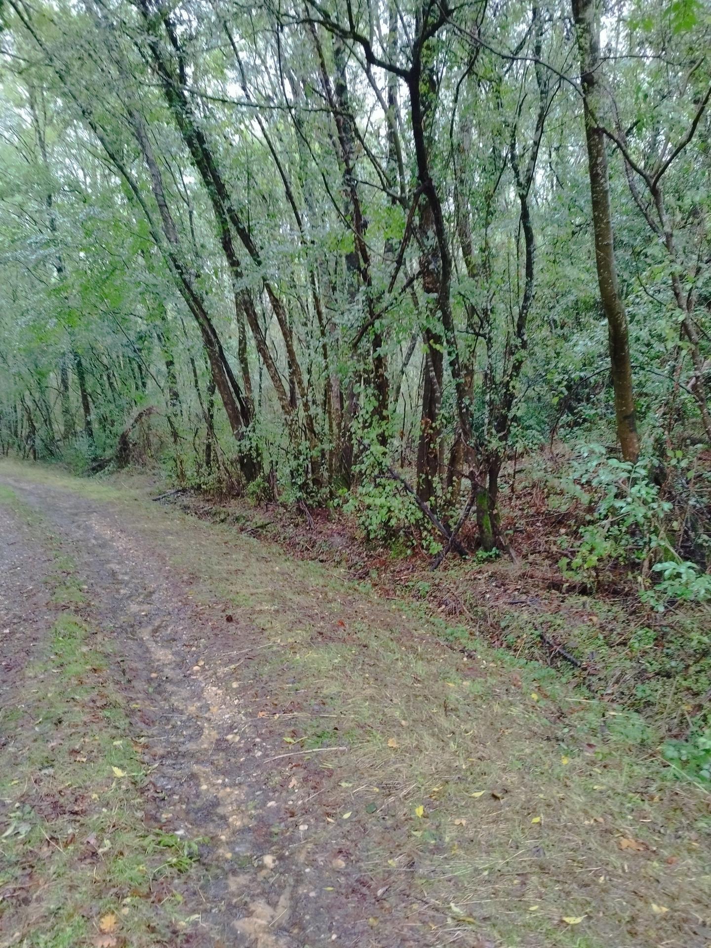 Parcelles de bois sur les Eglisottes et Chalaures