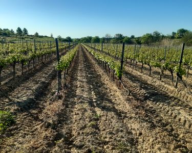 Vignes à vendre