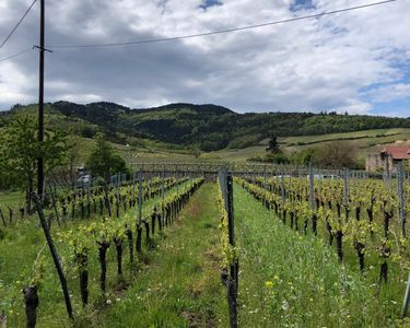 Terrain vue imprenable sur les vignes et montagnes