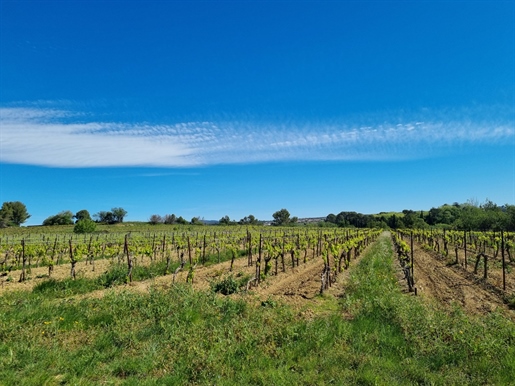 Exploitation viticole de 58 ha en Aop Faugères