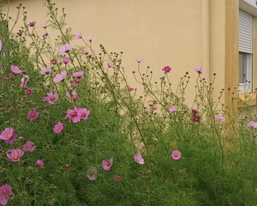 Maison individuelle en campagne