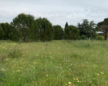 Loue terrain pour chevaux ombragé