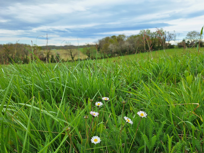 Terrain Vente Saint-Mont  2690m² 29990€