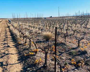 Terrain agricole / Vigne