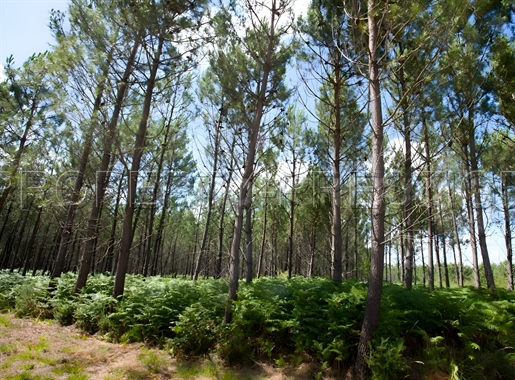 Gironde-Foret D'investissement-77 Ha