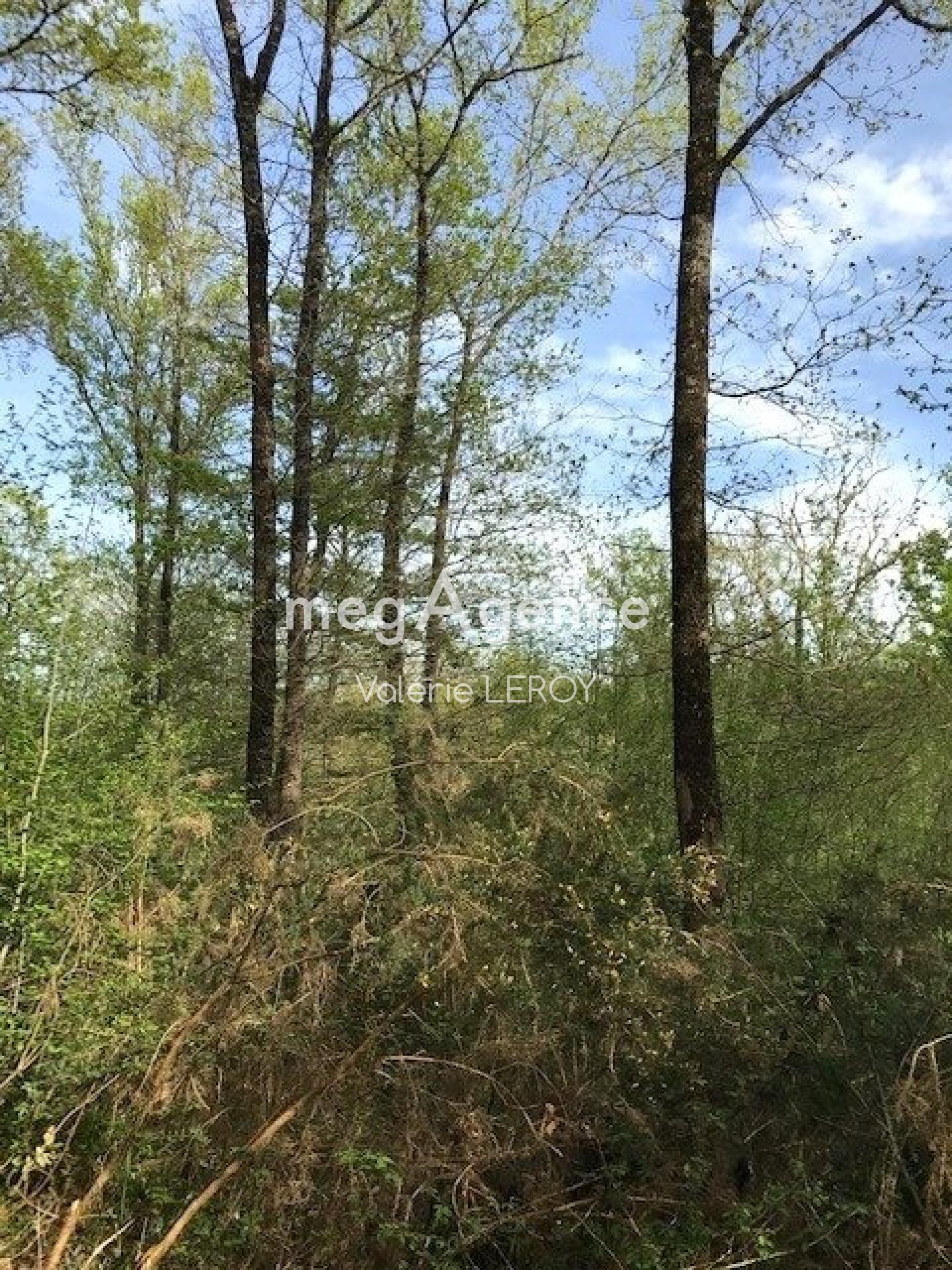 Rare ! Belle parcelle boisée de 3,45 hectares à Aillas