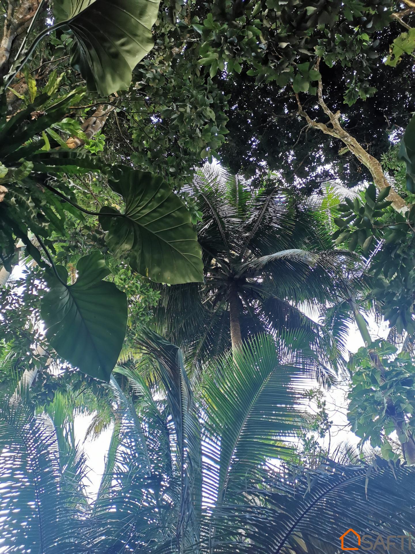 Charmants gîtes nichés au coeur de la Forêt Tropicale!