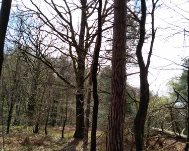 Parcelle boisé, terrain de loisir