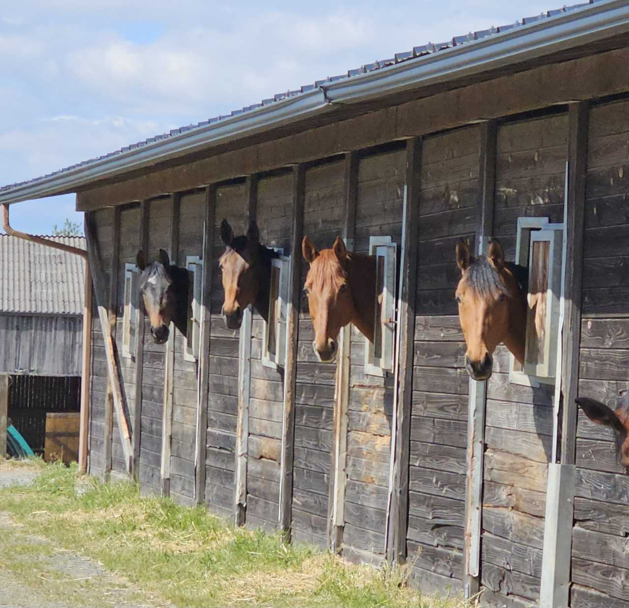 Charmante propriété équestre sur 9 hectares avec maison de p