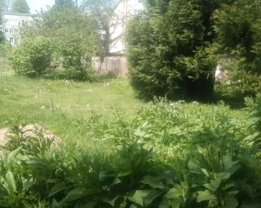 Jardin potager