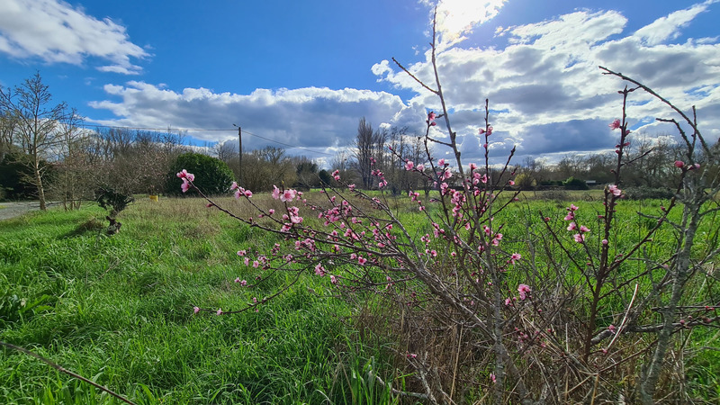 Terrain constructible dans le marais Poitevin