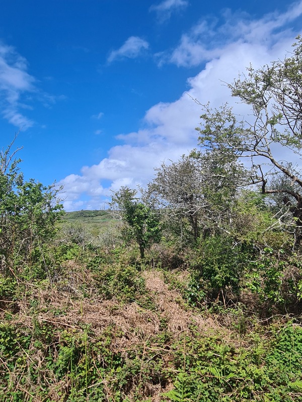 Dpt Finistère (29), à vendre CROZON terrain 