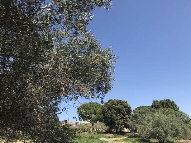 Terrain Vente Mus  450m² 190800€