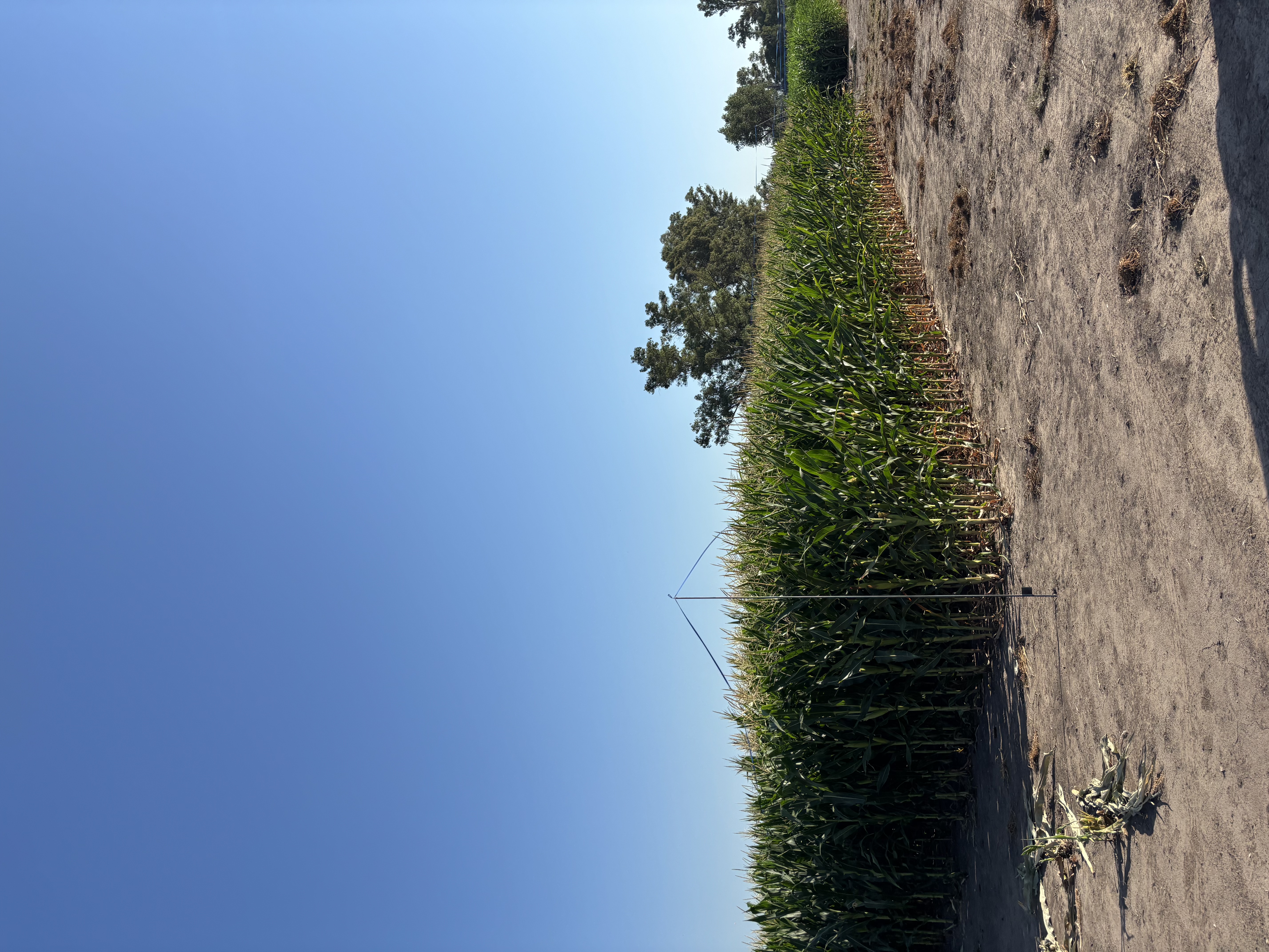 Ensayos de sorgo en campo