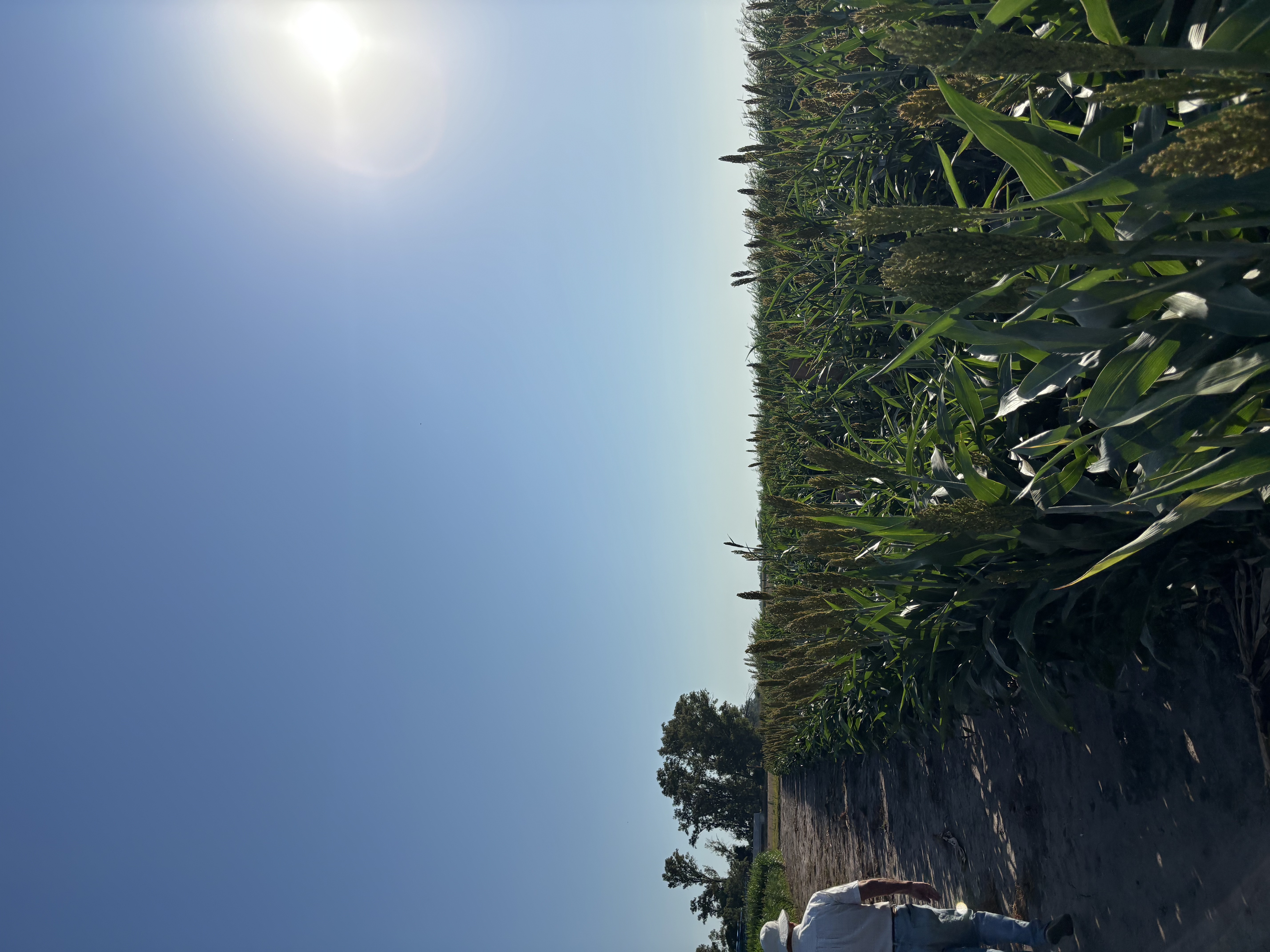 Lote de producción