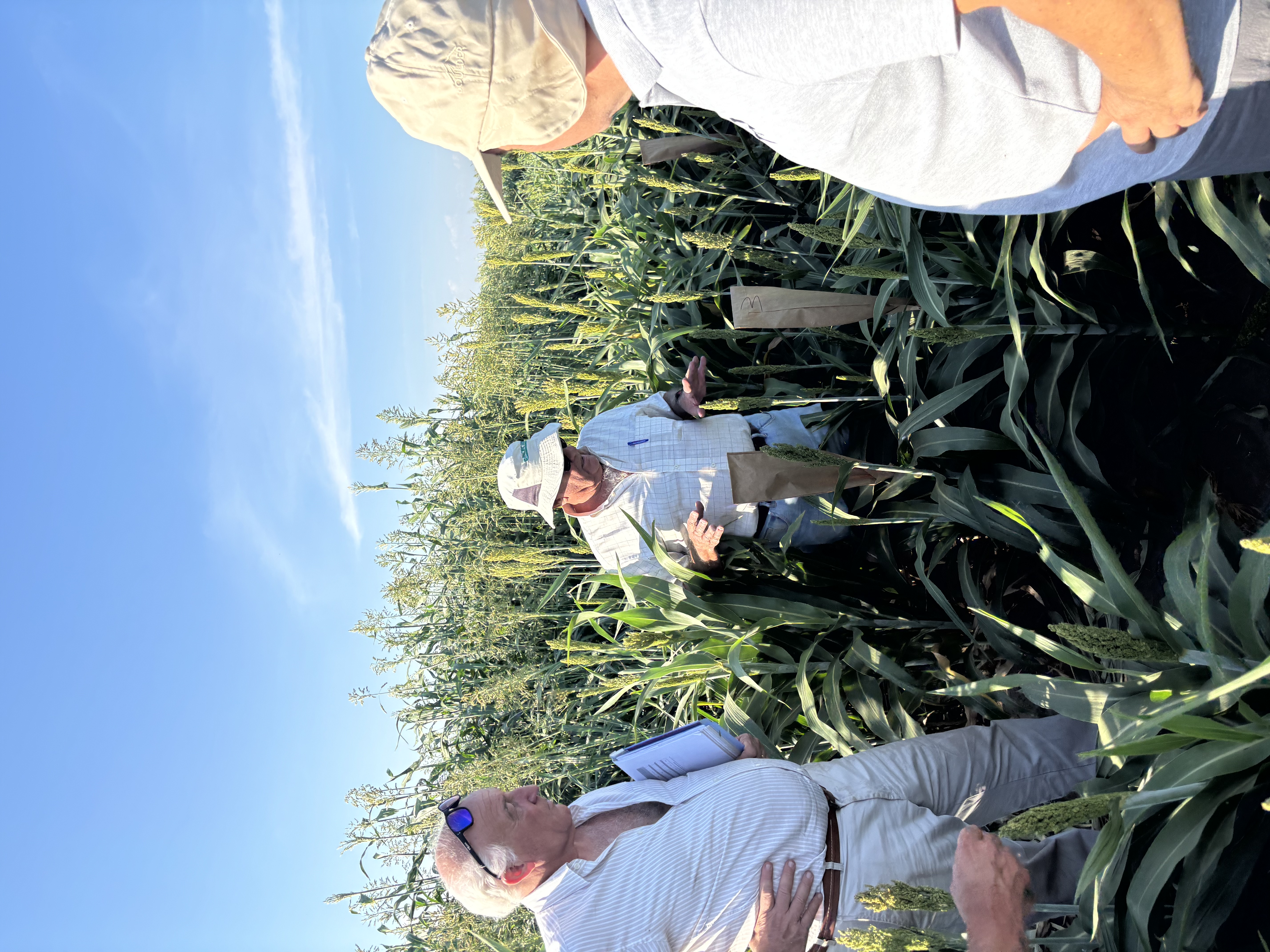 Ensayos de sorgo en campo