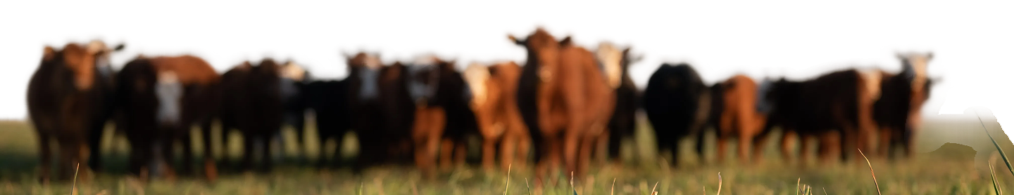 Pasturas Zinma
