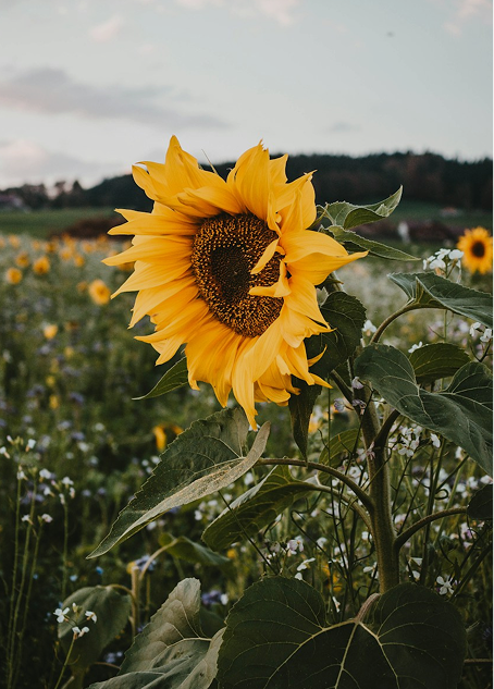 Girasol