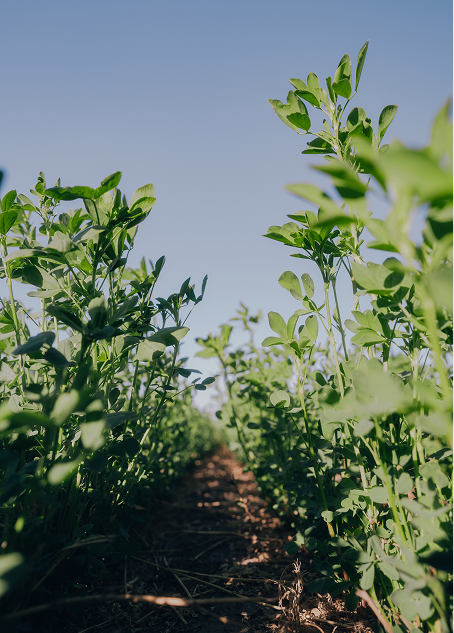 Alfalfas