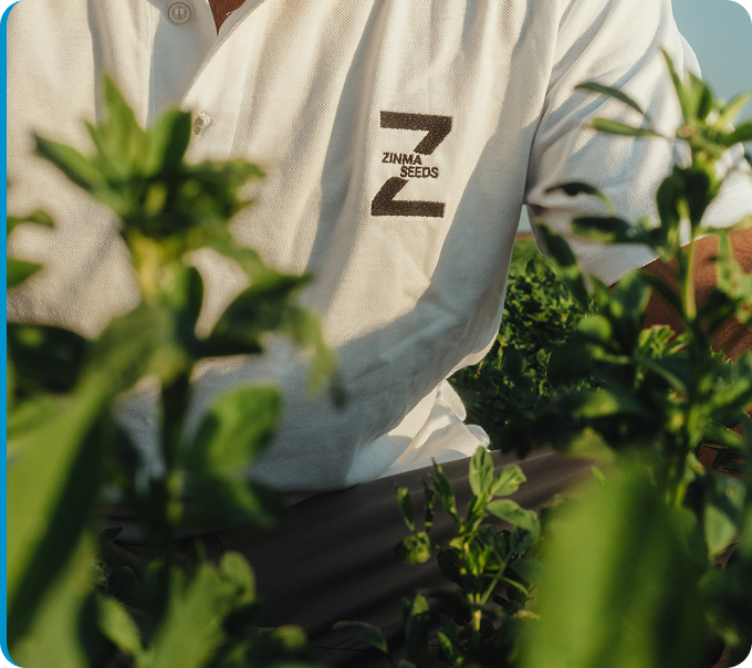Alfalfa Zinma