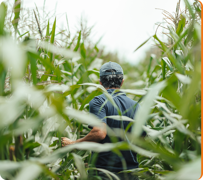 Programa de Mejoramiento Sorgo