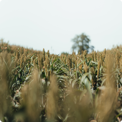 Sorgo
