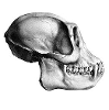Zoic logo