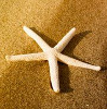 Kaye/Bassman logo